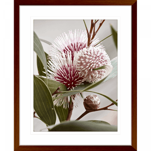 Australian Native Flower Wall Art - Outback Oasis 07 Standard Collection in wood frame