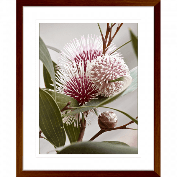 Australian Native Flower Wall Art - Outback Oasis 07 Standard Collection in wood frame