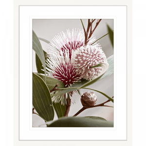 Australian Native Flower Wall Art - Outback Oasis 07 Standard Collection in white frame