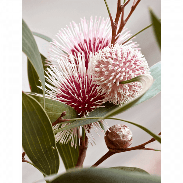 Australian Native Flower Wall Art - Outback Oasis 07 Standard Collection on canvas