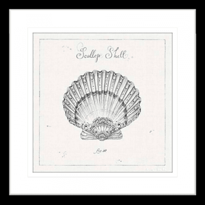 Black and White Wall Art Australia - Underwater Life 03- Platinum Collection on beautiful hand drawn scallop shell in black frame