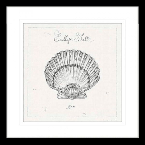 Black and White Wall Art Australia - Underwater Life 03- Platinum Collection on beautiful hand drawn scallop shell in black frame