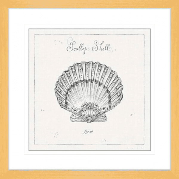 Black and White Wall Art Australia - Underwater Life 03- Platinum Collection on beautiful hand drawn scallop shell in oak frame