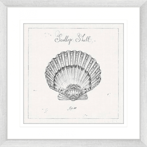 Black and White Wall Art Australia - Underwater Life 03- Platinum Collection on beautiful hand drawn scallop shell in silver frame