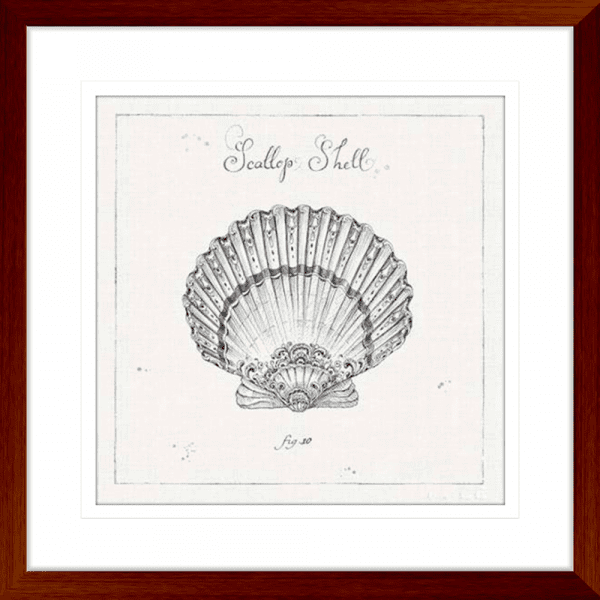 Black and White Wall Art Australia - Underwater Life 03- Platinum Collection on beautiful hand drawn scallop shell in wood frame