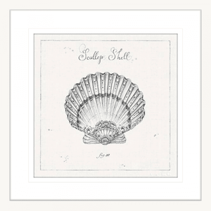 Black and White Wall Art Australia - Underwater Life 03- Platinum Collection on beautiful hand drawn scallop shell in white frame