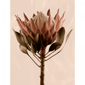 Unframed Australian Native Flower Wall Art, Featuring a single blooming Australian flower in soft pinks and green tones, again a dusty pink background