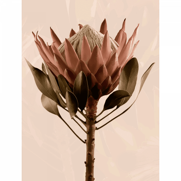 Unframed Australian Native Flower Wall Art, Featuring a single blooming Australian flower in soft pinks and green tones, again a dusty pink background