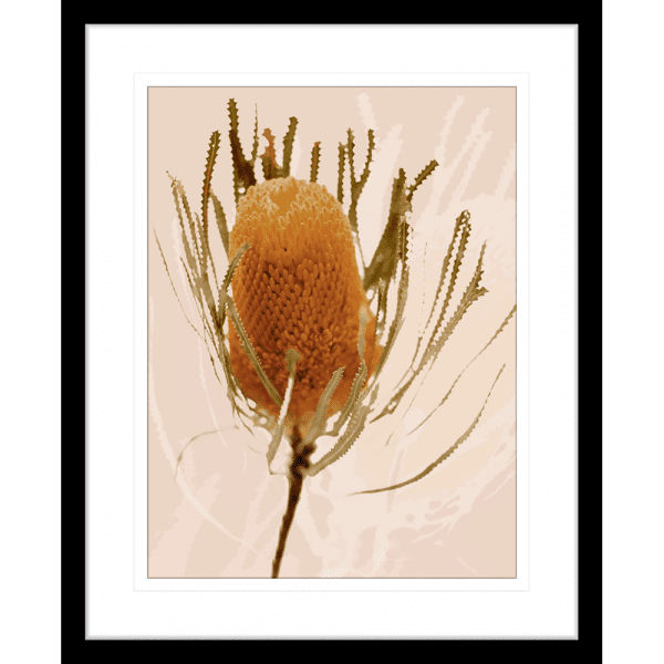 Black framed Australian wattle tree fauna, in tan against a soft pink background