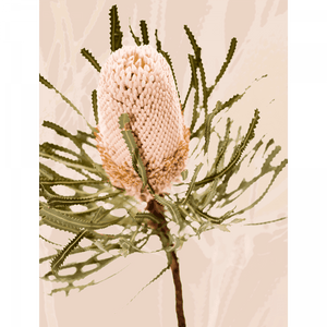 Unframed Australian Native Wall Art featuring the Australian wattle tree in pale pinks, olive green and neutral tones