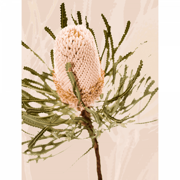 Unframed Australian Native Wall Art featuring the Australian wattle tree in pale pinks, olive green and neutral tones