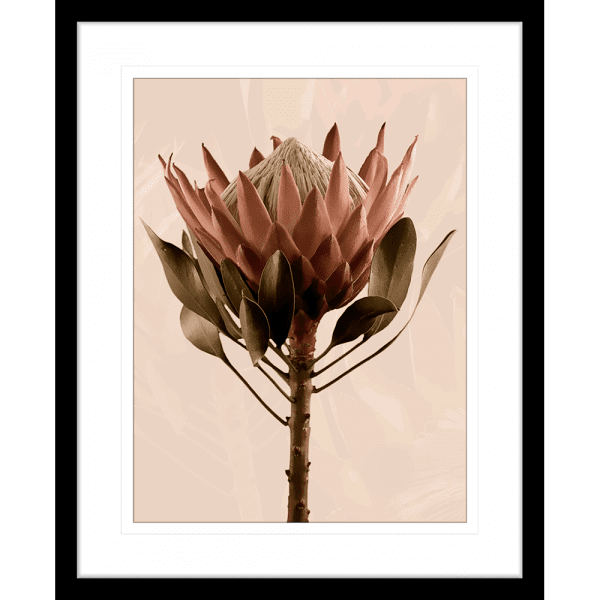 Black framed Australian Native Flower Wall Art, Featuring a single blooming Australian flower in soft pinks and green tones, again a dusty pink background