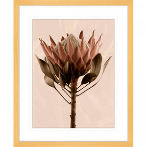 Australian Native Flower Wall Art, Featuring a single blooming Australian flower in soft pinks and green tones, again a dusty pink background, Gold framed 