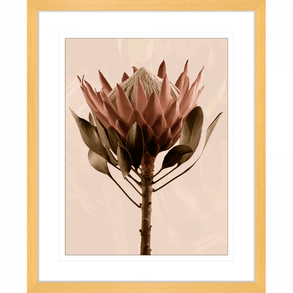 Australian Native Flower Wall Art, Featuring a single blooming Australian flower in soft pinks and green tones, again a dusty pink background, Gold framed 