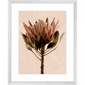 Silver framed Australian Native Flower Wall Art, Featuring a single blooming Australian flower in soft pinks and green tones, again a dusty pink background