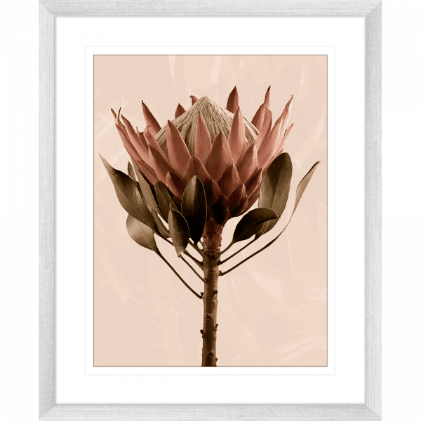 Silver framed Australian Native Flower Wall Art, Featuring a single blooming Australian flower in soft pinks and green tones, again a dusty pink background