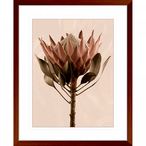 Wood framed Australian Native Flower Wall Art, Featuring a single blooming Australian flower in soft pinks and green tones, again a dusty pink background