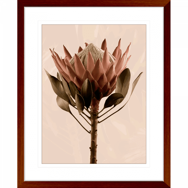 Wood framed Australian Native Flower Wall Art, Featuring a single blooming Australian flower in soft pinks and green tones, again a dusty pink background