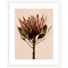 White framed Australian Native Flower Wall Art, Featuring a single blooming Australian flower in soft pinks and green tones, again a dusty pink background