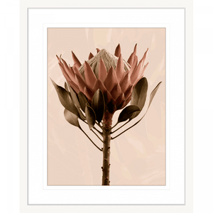 White framed Australian Native Flower Wall Art, Featuring a single blooming Australian flower in soft pinks and green tones, again a dusty pink background