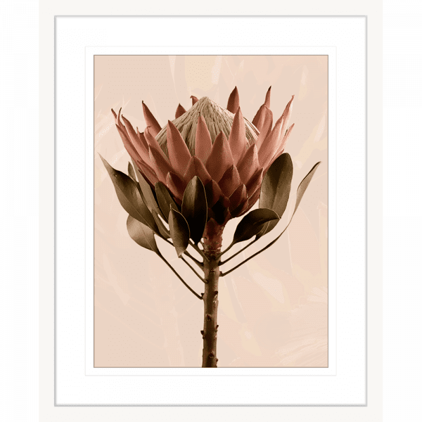 White framed Australian Native Flower Wall Art, Featuring a single blooming Australian flower in soft pinks and green tones, again a dusty pink background