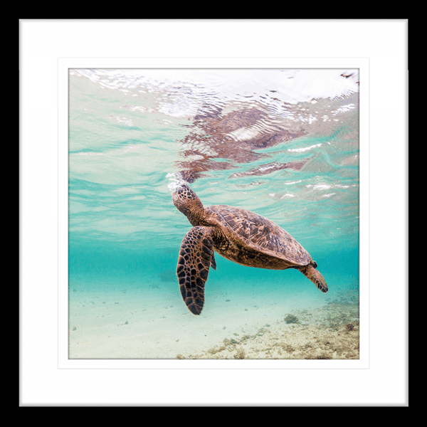 Tropical Wall Art Australia - By The Seaside 02 - Standard Collection in black frame