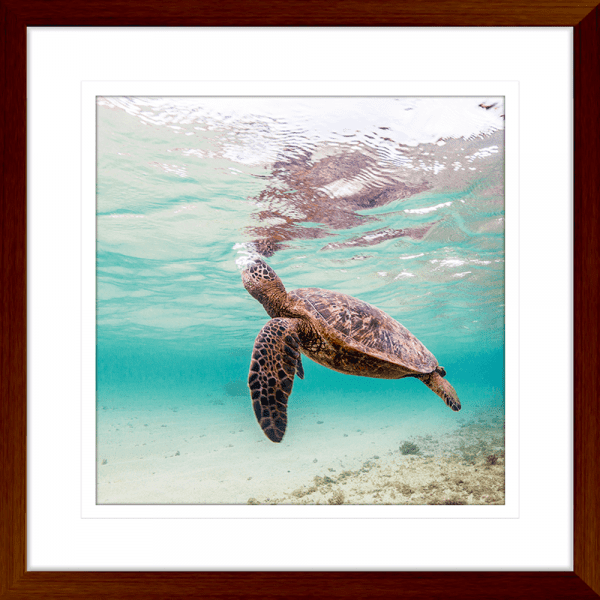 Tropical Wall Art Australia - By The Seaside 02 - Standard Collection in wood frame