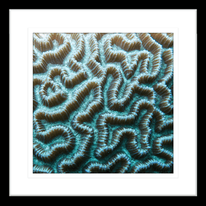 Coral Wall Art Australia - By The Seaside 03 - Standard Collection in black frame