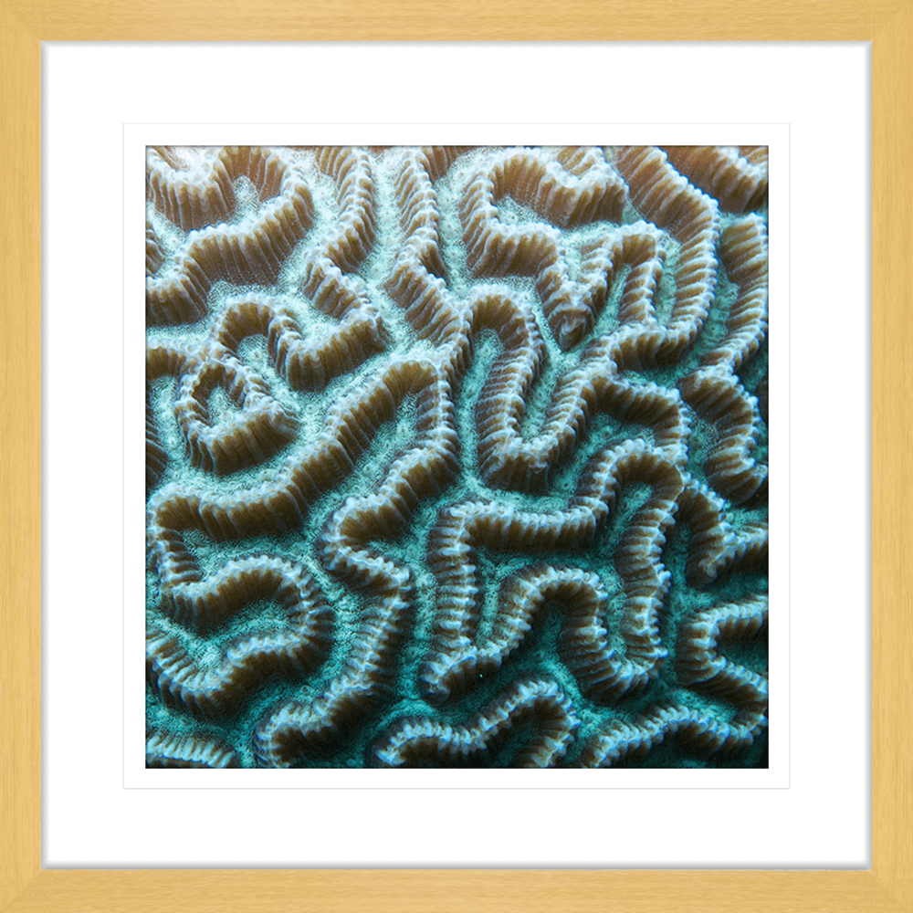 Coral Wall Art Australia - By The Seaside 03 - Standard Collection in oak frame