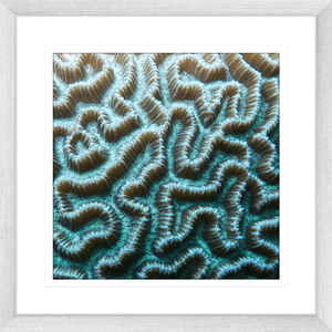 Coral Wall Art Australia - By The Seaside 03 - Standard Collection in silver frame