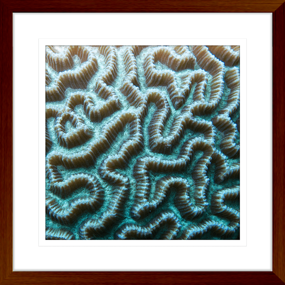 Coral Wall Art Australia - By The Seaside 03 - Standard Collection in wood frame