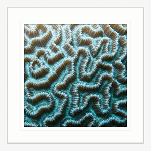 Coral Wall Art Australia - By The Seaside 03 - Standard Collection in white frame