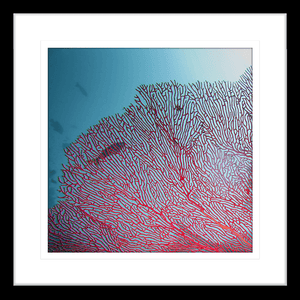 Coral Wall Art Australia - By The Seaside 03 - Standard Collection in black frame