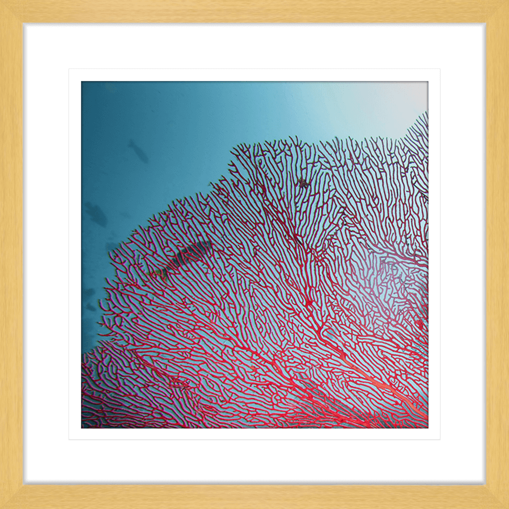 Coral Wall Art Australia - By The Seaside 03 - Standard Collection in oak frame