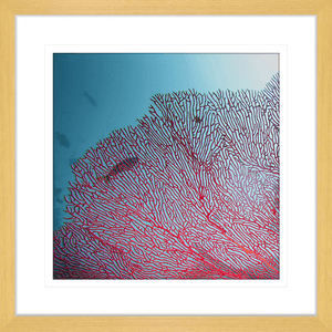 Coral Wall Art Australia - By The Seaside 03 - Standard Collection in oak frame