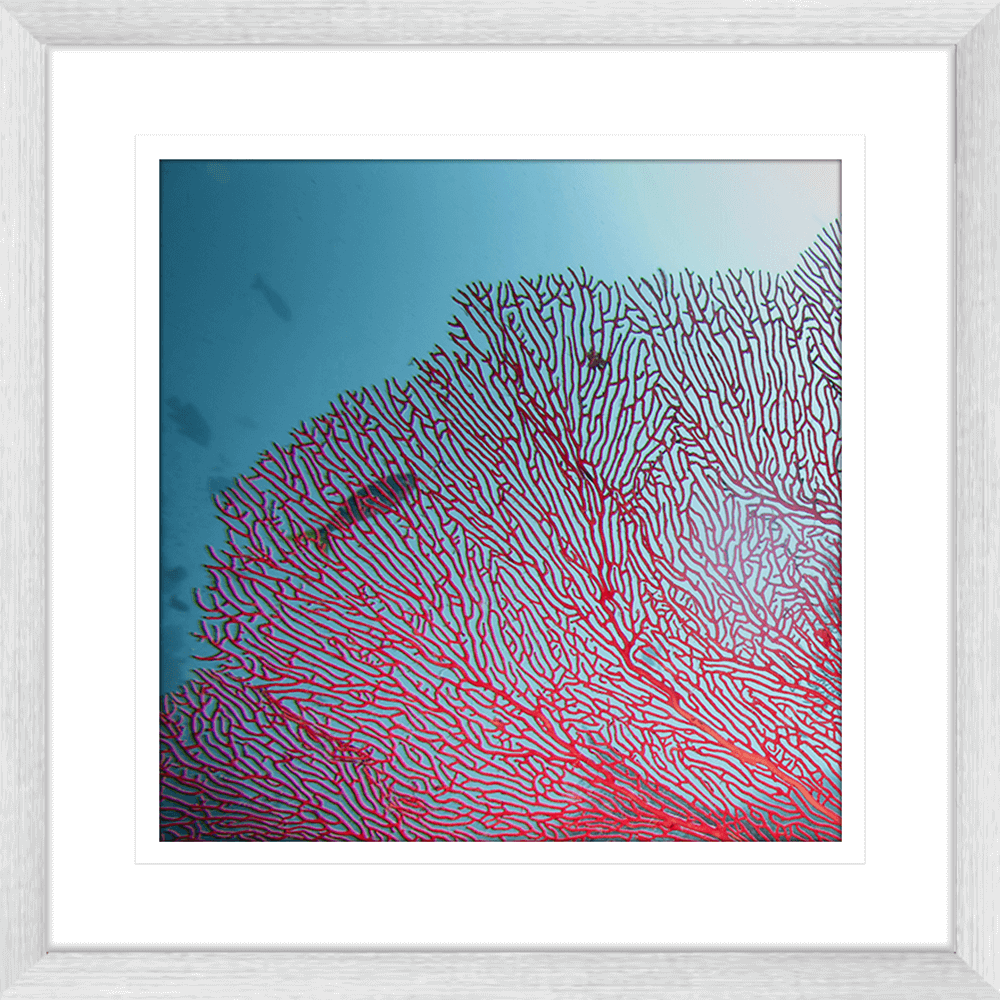 Coral Wall Art Australia - By The Seaside 03 - Standard Collection in silver frame