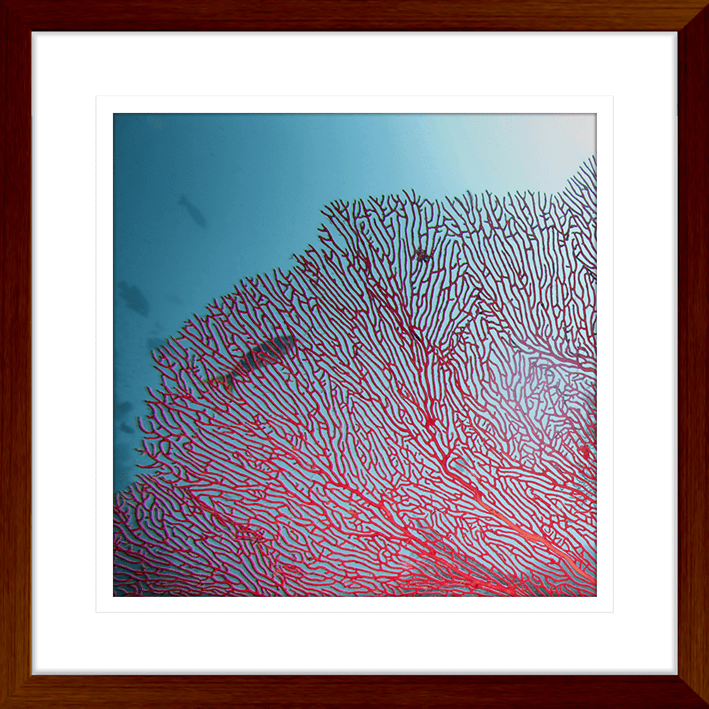 Coral Wall Art Australia - By The Seaside 03 - Standard Collection in wood frame