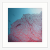 Coral Wall Art Australia - By The Seaside 03 - Standard Collection in white frame