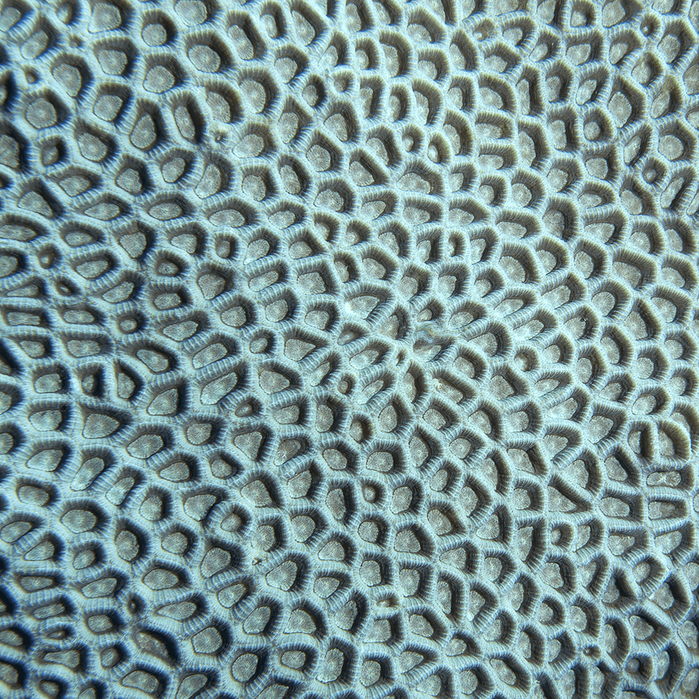 Coral Wall Art - By The Seaside 14 - Standard Collection on canvas