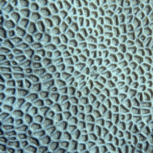 Coral Wall Art - By The Seaside 14 - Standard Collection on canvas