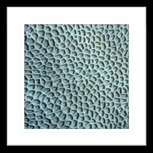 Coral Wall Art - By The Seaside 14 - Standard Collection in black frame