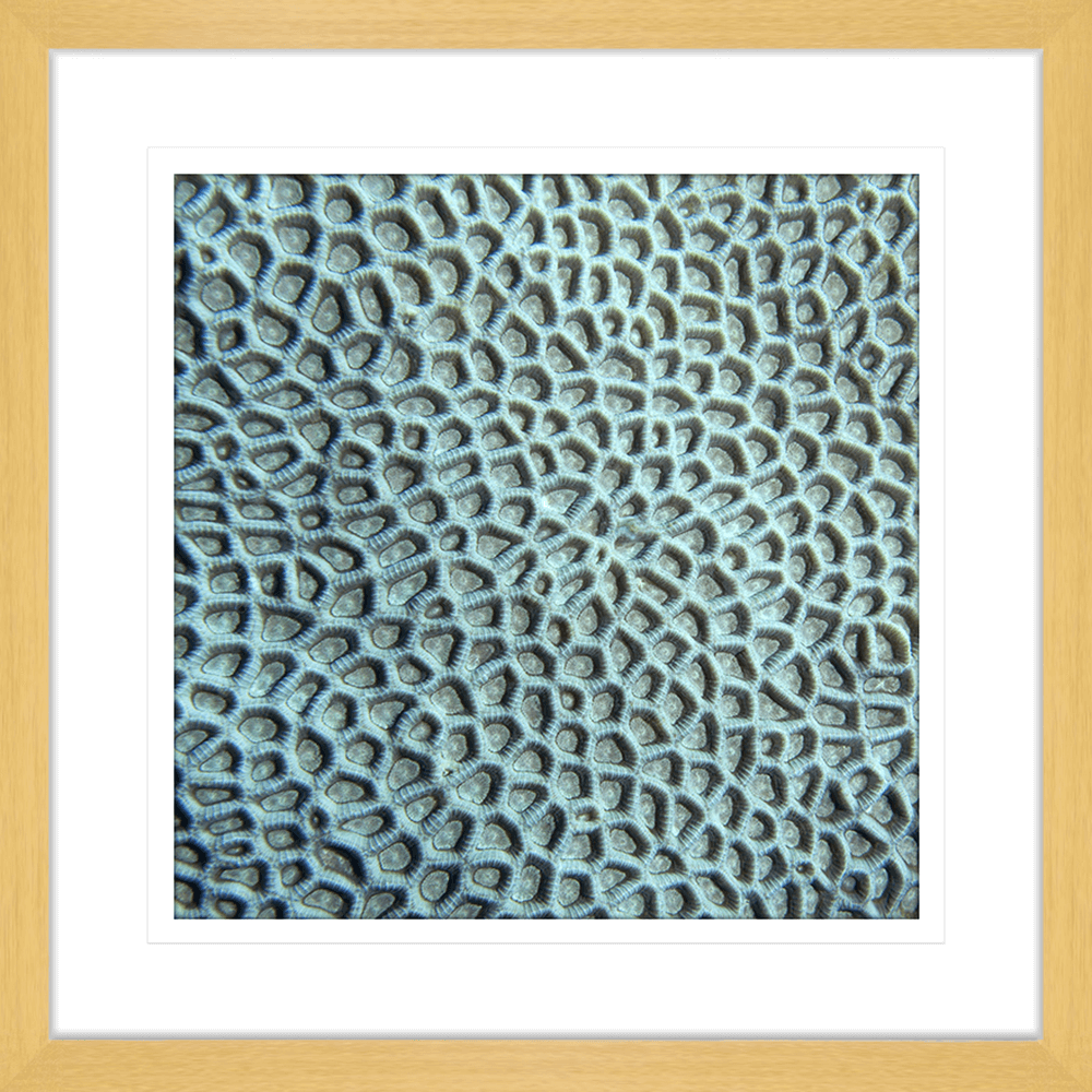 Coral Wall Art - By The Seaside 14 - Standard Collection in oak frame