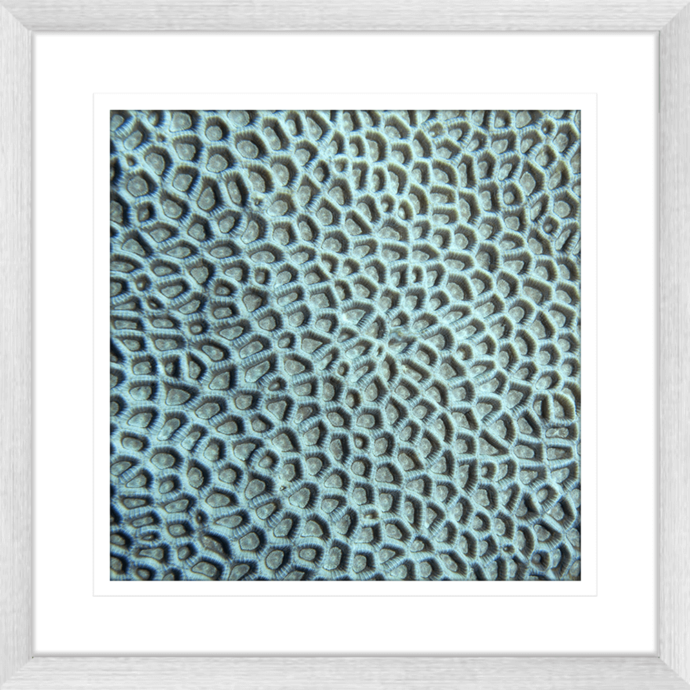 Coral Wall Art - By The Seaside 14 - Standard Collection in silver frame