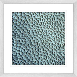 Coral Wall Art - By The Seaside 14 - Standard Collection in silver frame