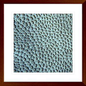 Coral Wall Art - By The Seaside 14 - Standard Collection in wood frame