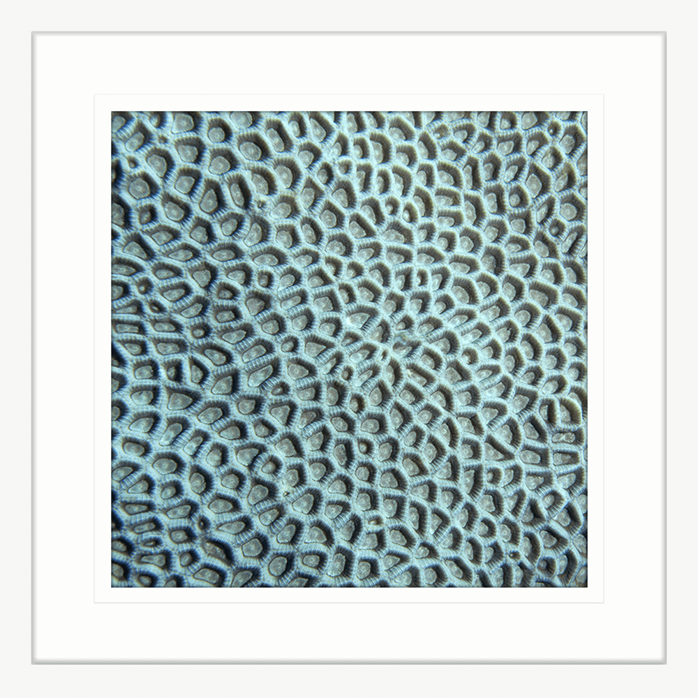 Coral Wall Art - By The Seaside 14 - Standard Collection in white frame