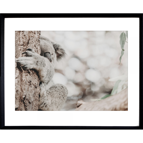 Koala Photo by the Australia Wall Art - Heritage 02 Studio Collection in black frame