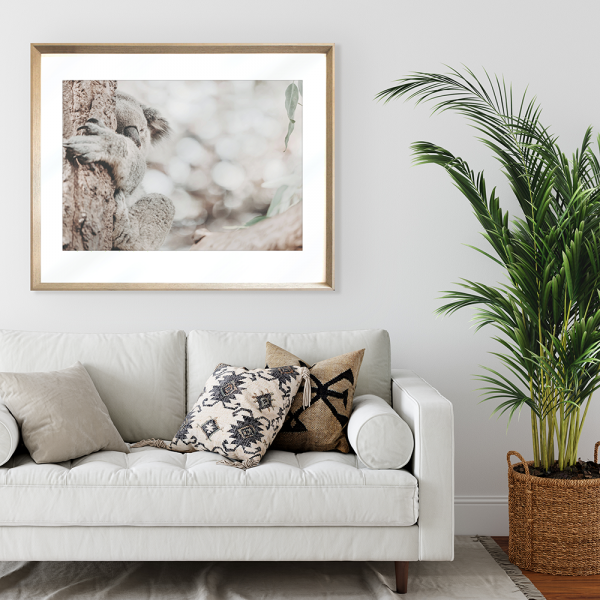 Koala Photo by the Australia Wall Art - Heritage 02 Studio Collection wall mounted in cashew frame