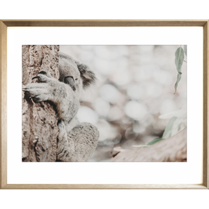 Koala Photo by the Australia Wall Art - Heritage 02 Studio Collection in cashew frame