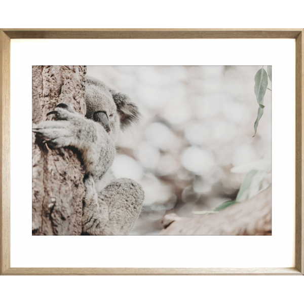Koala Photo by the Australia Wall Art - Heritage 02 Studio Collection in cashew frame
